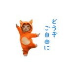 踊る！ダンス猫（着ぐるみ）（個別スタンプ：20）