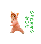 踊る！ダンス猫（着ぐるみ）（個別スタンプ：24）