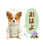 大人可愛いパピヨンで梅雨の気づかい敬語（個別スタンプ：2）