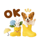 大人可愛いパピヨンで梅雨の気づかい敬語（個別スタンプ：4）