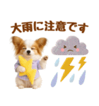 大人可愛いパピヨンで梅雨の気づかい敬語（個別スタンプ：14）
