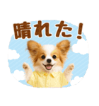大人可愛いパピヨンで梅雨の気づかい敬語（個別スタンプ：16）