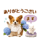 大人可愛いパピヨンで梅雨の気づかい敬語（個別スタンプ：18）