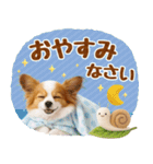 大人可愛いパピヨンで梅雨の気づかい敬語（個別スタンプ：20）