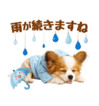 大人可愛いパピヨンで梅雨の気づかい敬語（個別スタンプ：21）