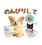大人可愛いパピヨンで梅雨の気づかい敬語（個別スタンプ：24）