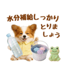 大人可愛いパピヨンで梅雨の気づかい敬語（個別スタンプ：35）