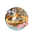 温泉旅 カワウソ にゃん子 ハムちゃん（個別スタンプ：22）