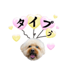 3兄弟レオン、マロ、ロン10（個別スタンプ：2）