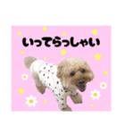 3兄弟レオン、マロ、ロン10（個別スタンプ：13）