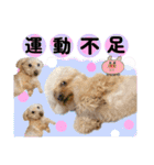 3兄弟レオン、マロ、ロン10（個別スタンプ：20）