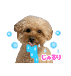 3兄弟レオン、マロ、ロン10（個別スタンプ：21）