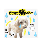 3兄弟レオン、マロ、ロン10（個別スタンプ：27）