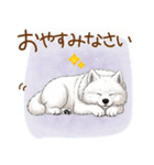 もふもふ敬語★サモエドさん（個別スタンプ：5）