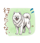 もふもふ敬語★サモエドさん（個別スタンプ：12）