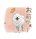 もふもふ敬語★サモエドさん（個別スタンプ：13）