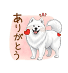 もふもふ敬語★サモエドさん（個別スタンプ：24）