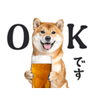 わんとも！ビール！柴犬（やさしい敬語）（個別スタンプ：1）