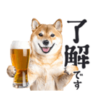 わんとも！ビール！柴犬（やさしい敬語）（個別スタンプ：2）