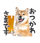 わんとも！ビール！柴犬（やさしい敬語）（個別スタンプ：3）