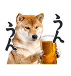 わんとも！ビール！柴犬（やさしい敬語）（個別スタンプ：4）