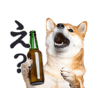 わんとも！ビール！柴犬（やさしい敬語）（個別スタンプ：5）