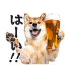 わんとも！ビール！柴犬（やさしい敬語）（個別スタンプ：6）