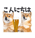 わんとも！ビール！柴犬（やさしい敬語）（個別スタンプ：10）