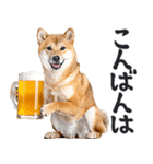 わんとも！ビール！柴犬（やさしい敬語）（個別スタンプ：11）
