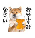 わんとも！ビール！柴犬（やさしい敬語）（個別スタンプ：12）