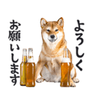 わんとも！ビール！柴犬（やさしい敬語）（個別スタンプ：17）