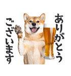 わんとも！ビール！柴犬（やさしい敬語）（個別スタンプ：18）