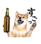 わんとも！ビール！柴犬（やさしい敬語）（個別スタンプ：20）