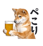 わんとも！ビール！柴犬（やさしい敬語）（個別スタンプ：21）