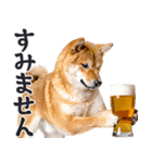 わんとも！ビール！柴犬（やさしい敬語）（個別スタンプ：22）