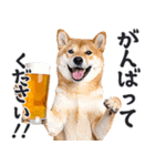 わんとも！ビール！柴犬（やさしい敬語）（個別スタンプ：23）