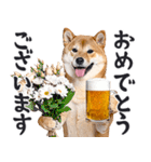 わんとも！ビール！柴犬（やさしい敬語）（個別スタンプ：24）