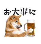 わんとも！ビール！柴犬（やさしい敬語）（個別スタンプ：25）