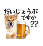 わんとも！ビール！柴犬（やさしい敬語）（個別スタンプ：26）