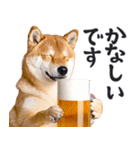 わんとも！ビール！柴犬（やさしい敬語）（個別スタンプ：27）