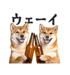 わんとも！ビール！柴犬（やさしい敬語）（個別スタンプ：30）