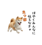 柴犬が動く！【えっほえっほ＆梅雨・夏】（個別スタンプ：1）