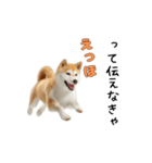 柴犬が動く！【えっほえっほ＆梅雨・夏】（個別スタンプ：2）