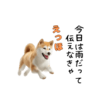 柴犬が動く！【えっほえっほ＆梅雨・夏】（個別スタンプ：3）
