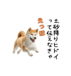 柴犬が動く！【えっほえっほ＆梅雨・夏】（個別スタンプ：4）