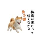 柴犬が動く！【えっほえっほ＆梅雨・夏】（個別スタンプ：5）