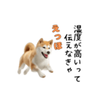 柴犬が動く！【えっほえっほ＆梅雨・夏】（個別スタンプ：6）