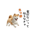 柴犬が動く！【えっほえっほ＆梅雨・夏】（個別スタンプ：8）