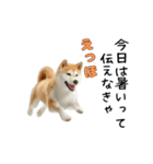 柴犬が動く！【えっほえっほ＆梅雨・夏】（個別スタンプ：9）