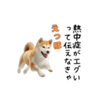 柴犬が動く！【えっほえっほ＆梅雨・夏】（個別スタンプ：10）